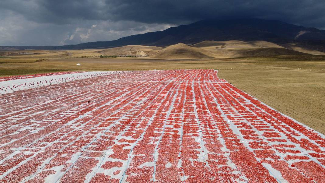 Süphan Dağı’nda yetişiyor 12 kilodan 1 kilo çıkıyor. Türkler 1 kilo bile alamıyor - Resim: 5